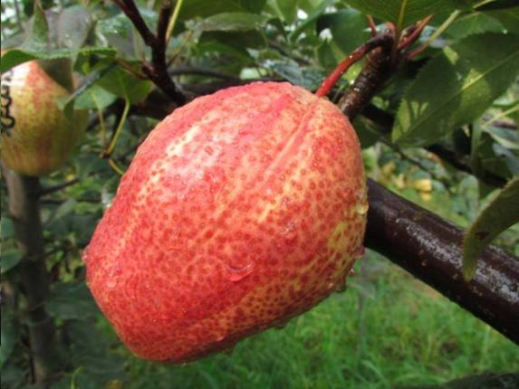 早酥红梨苗价格早酥红梨苗繁育基地早酥红梨苗管理方法