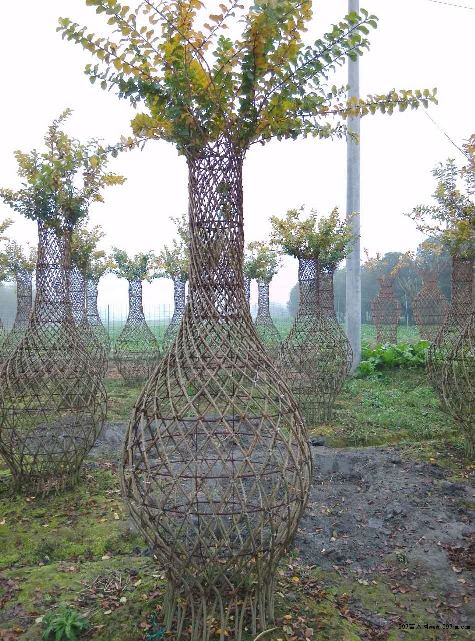 供应紫薇花瓶花瓶价格紫薇编制花瓶造型