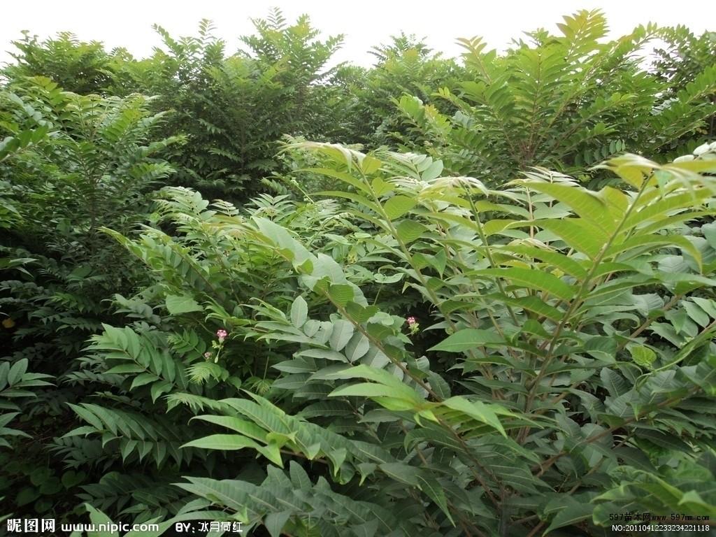 香椿露天矮化密植产量图片