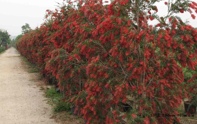 北方適宜種植的花卉