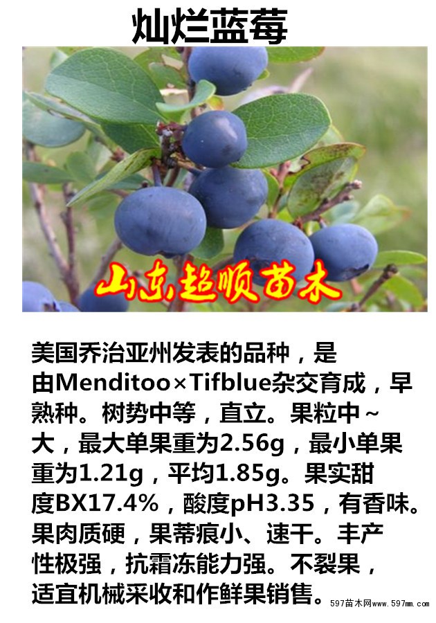 灿烂蓝莓品种介绍图片