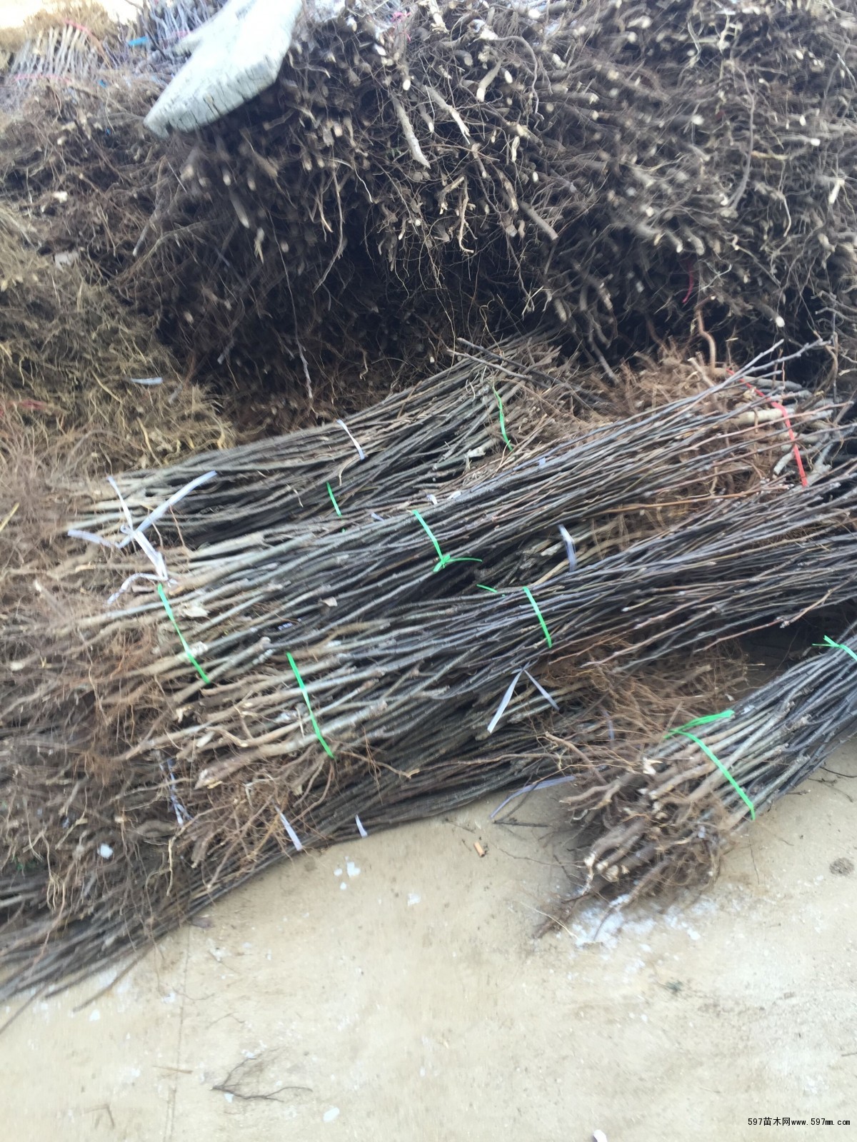 597苗木网 苗木图库 苗木     一,环境要求及栽培效益     梨树喜光