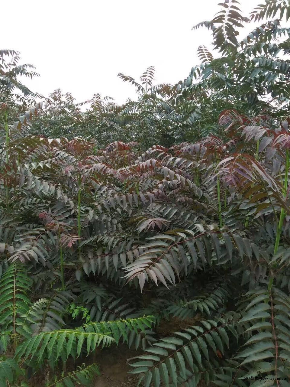 香椿苗品种:黑油椿,红油香椿,矮化香椿,普通香椿,红油椿,香椿芽菜
