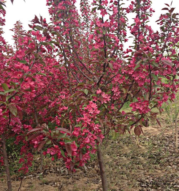 西府海棠 北美海棠 紅寶石海棠3-5公分 鄢陵基地供應