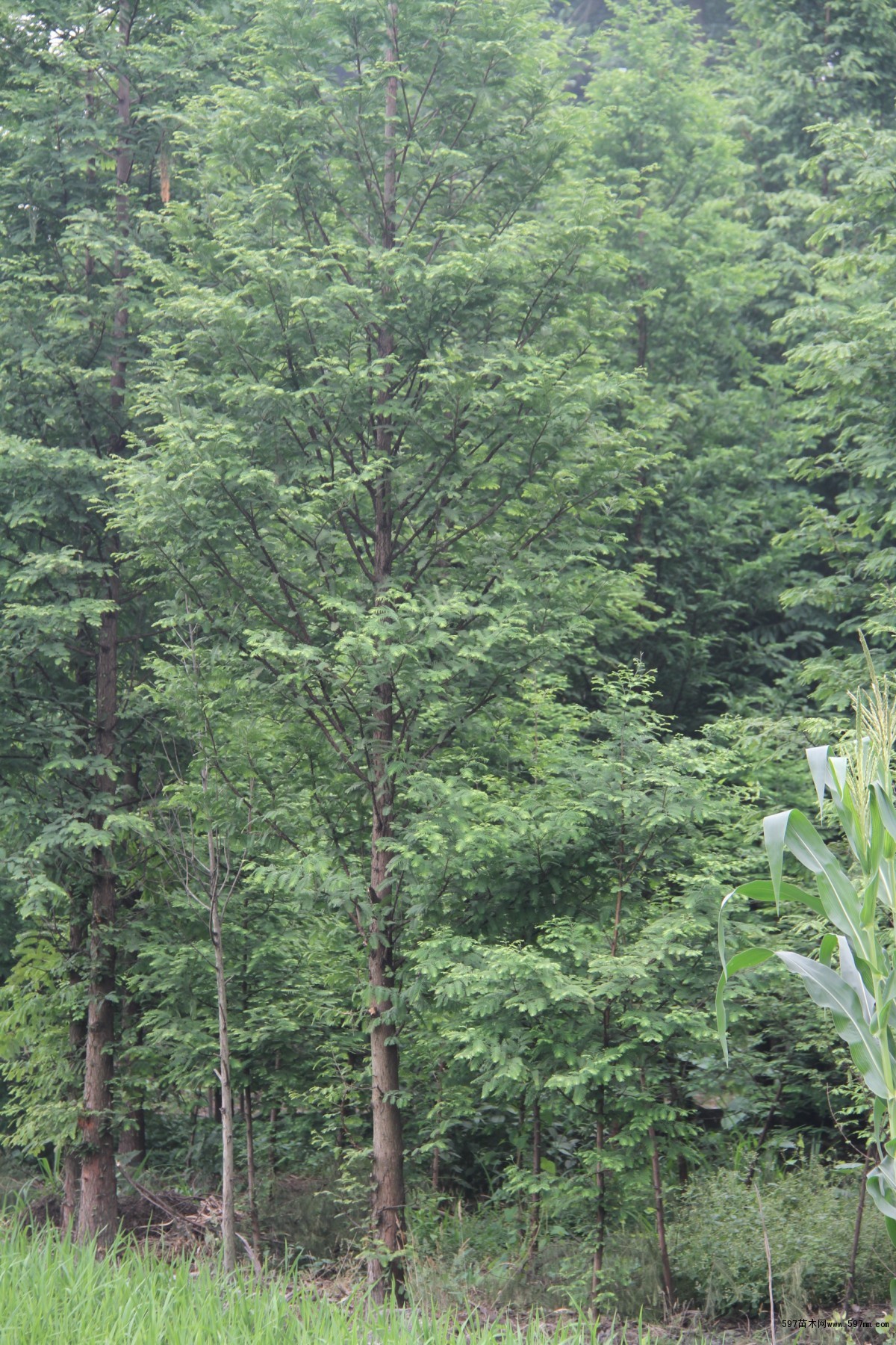 重庆水杉,水杉种植基地,水杉价格,水杉批发