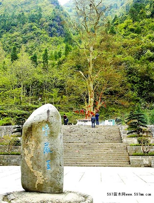 贵州:印江紫薇王入选中国最美古树名木