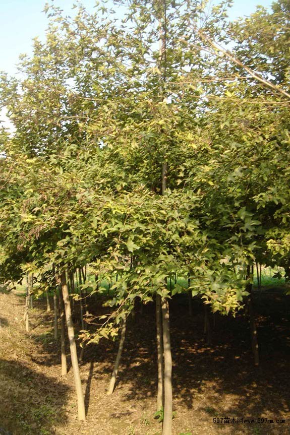 枫香_枫香苗木