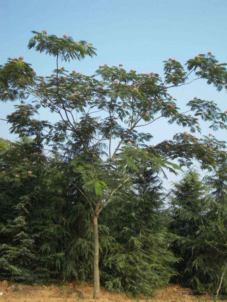 597苗木网 苗木销售信息 绿化苗木 乔灌木   合欢又名绒花树,夜合花.