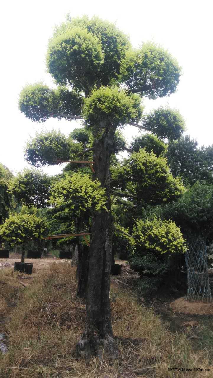 造型榆树