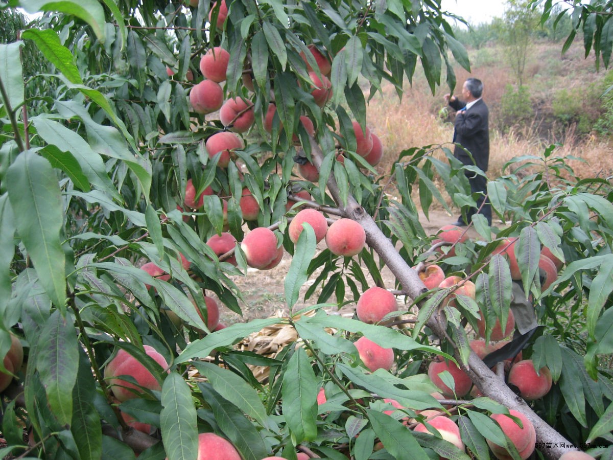 占地用大桃树多少钱 桃树苗批发 大桃树价格