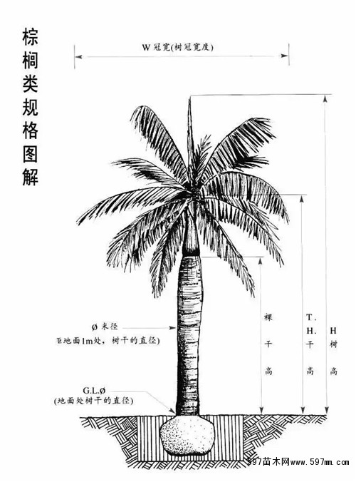 苗木规格术语解释