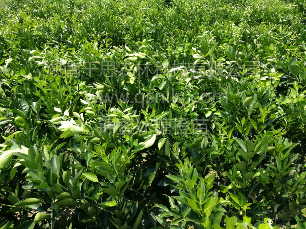 供應無核甜橙 橙類新星錦蜜冰糖橙 濃甜錦蜜冰糖橙苗|果樹小苗|綠化