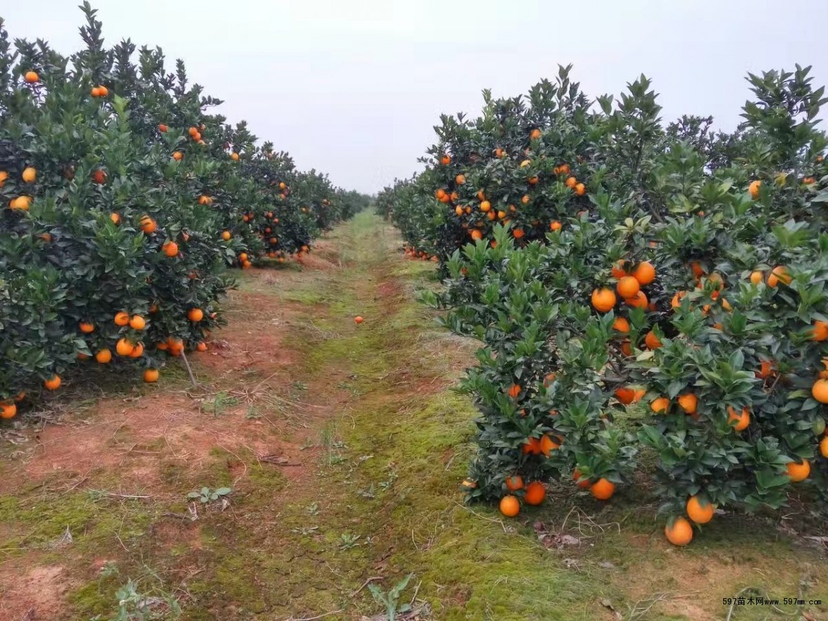 湖南纽荷尔脐橙苗培育基地供应30cm以上锦蜜冰糖橙苗|果树小苗|绿化