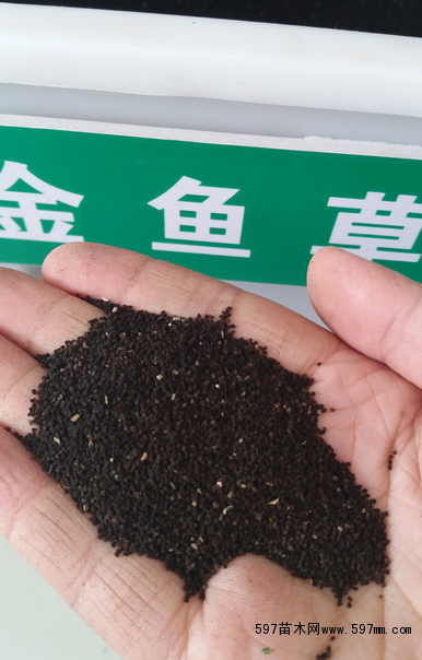 金鱼草种子的价格是多少钱一斤