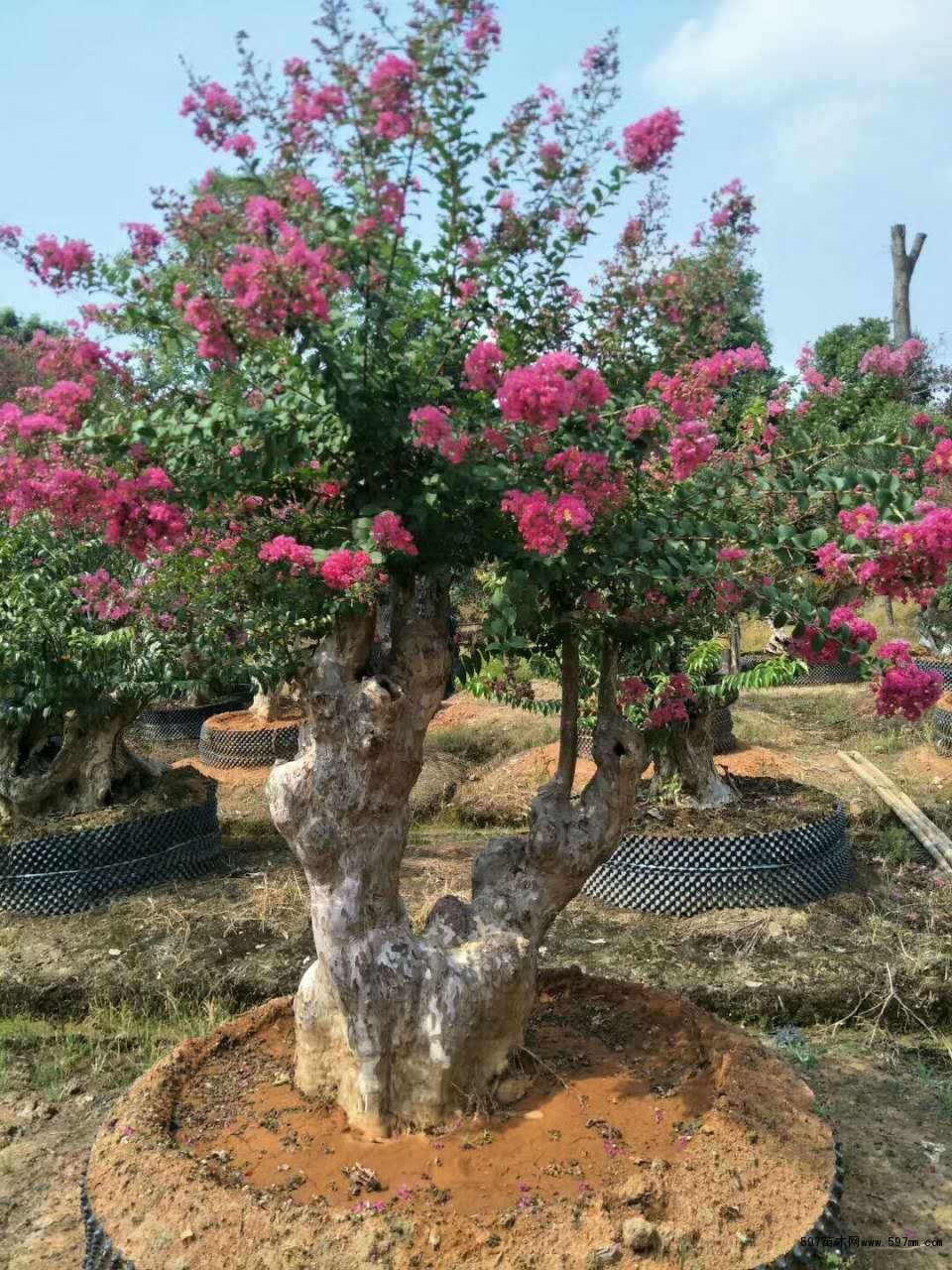 紫薇古桩盆景