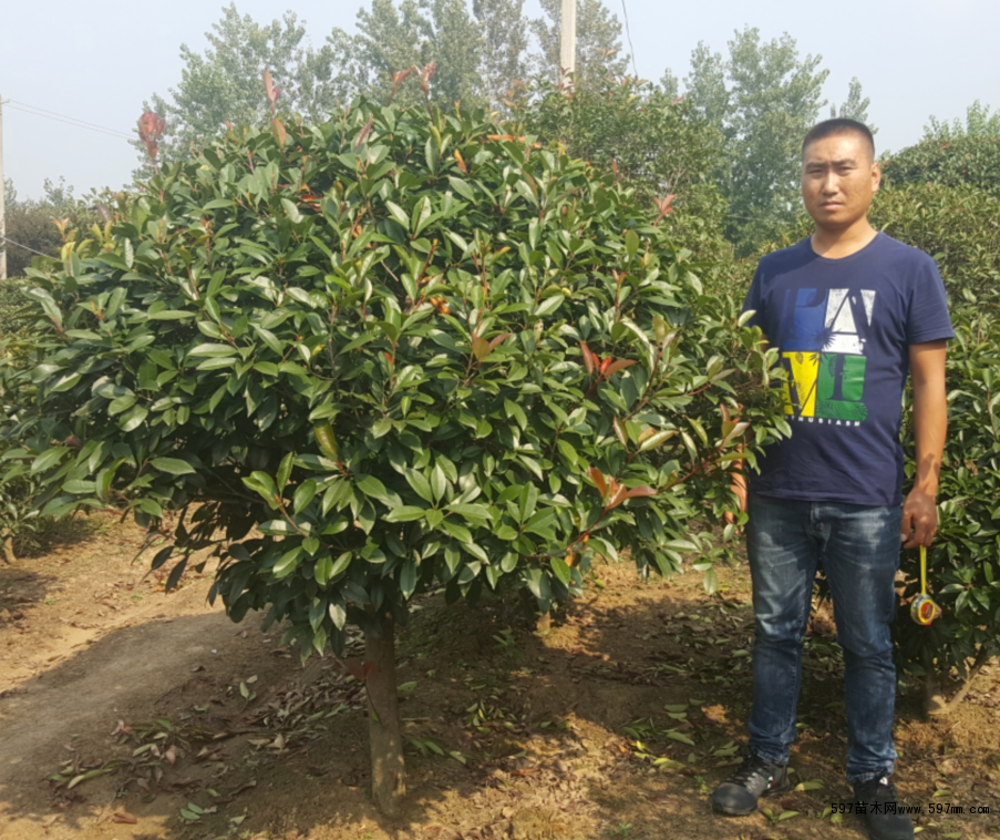 1米8冠幅红叶石楠