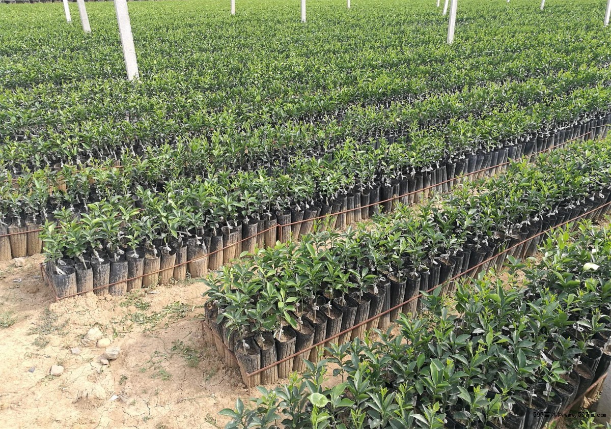 基地批发皮红肉脆细嫩化渣12月份成熟世纪红柑橘苗|果树小苗|绿化苗木