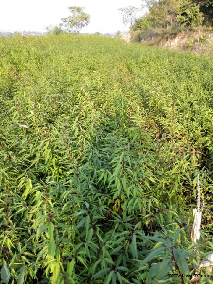 山桃苗价格山桃苗山桃苗哪里有卖山桃苗批发