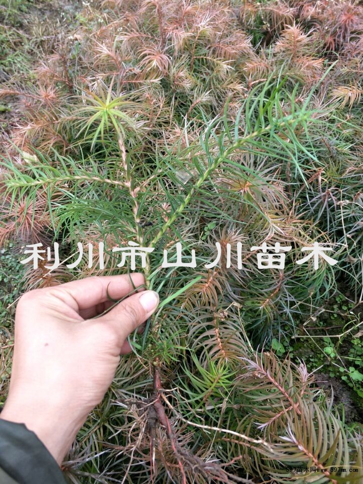 刺杉盆景,刺松盆景图片,刺杉盆景图片(第7页)_大山谷图库