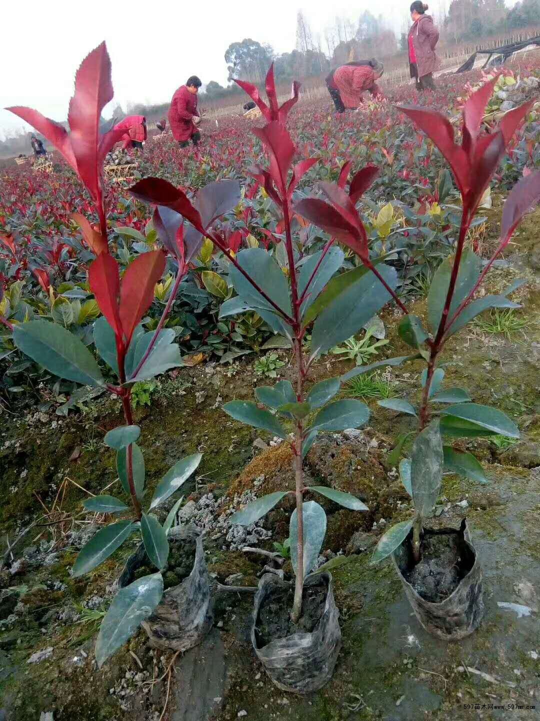 高度30-50公分的红叶石楠小苗.大量出售红叶石楠杯苗|乔灌木|绿化苗木