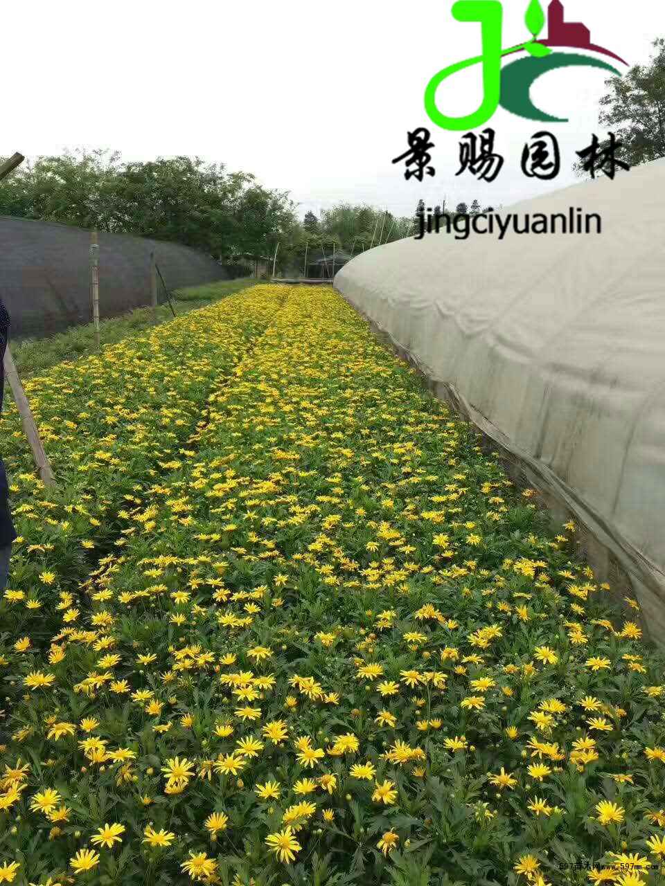 木春菊小苗批發基地 木春菊杯苗工程苗價格|綠化小苗|綠化苗木|苗木