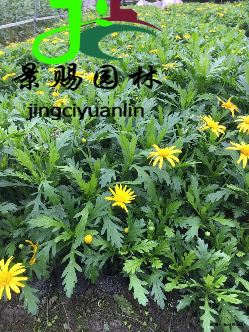 木春菊小苗基地長期批發供應木春菊綠化杯苗